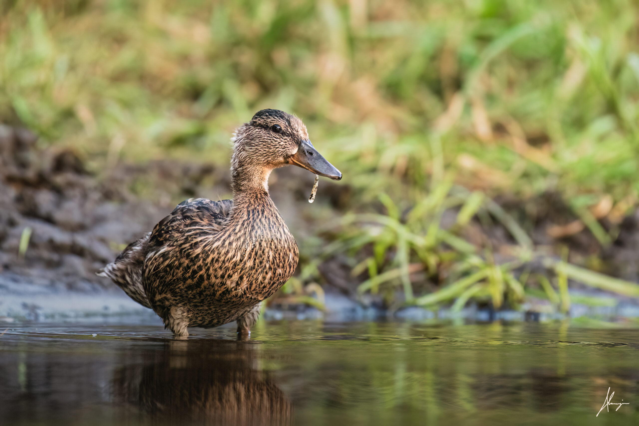 photo colvert impression perso