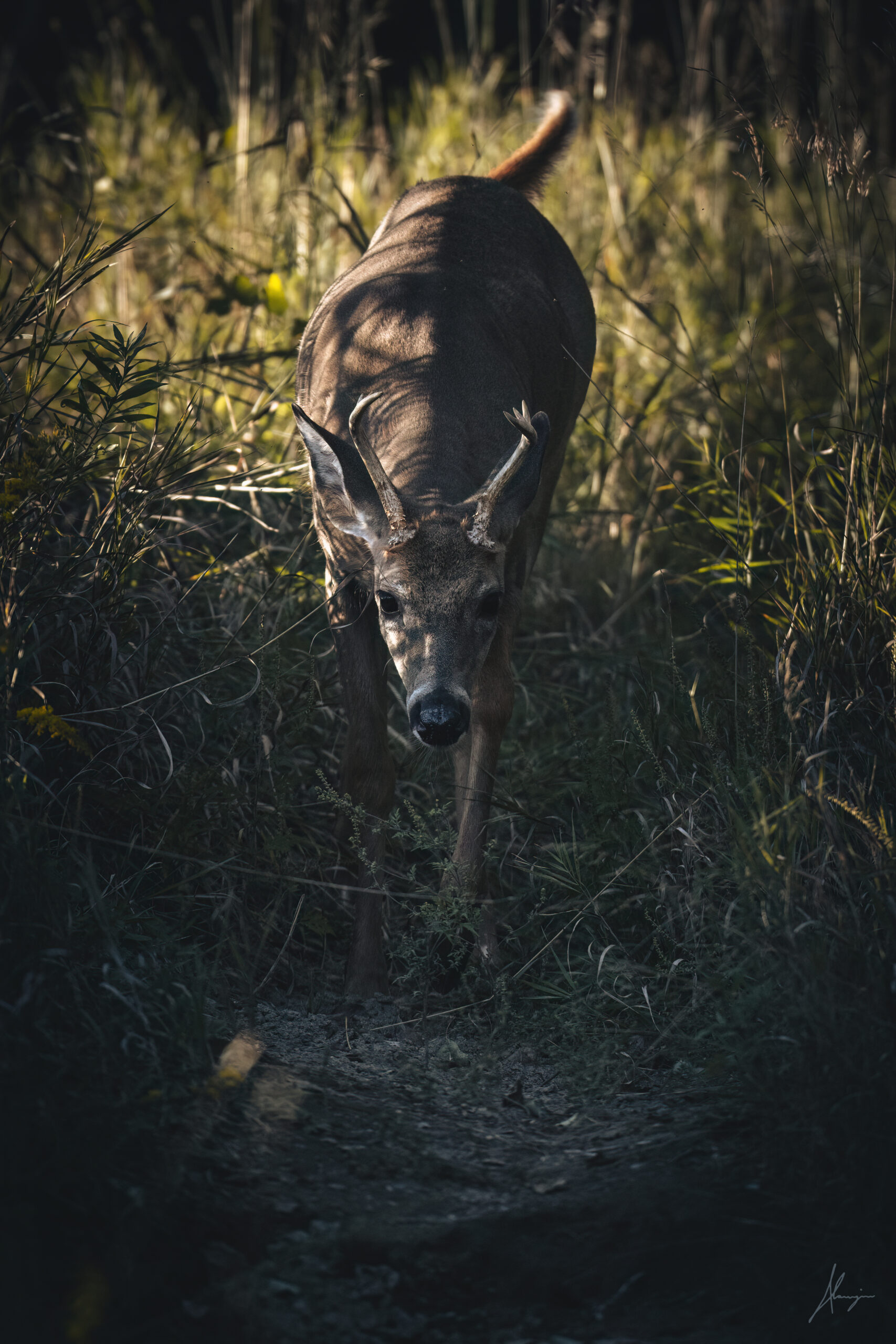 photo chevreuil impression perso