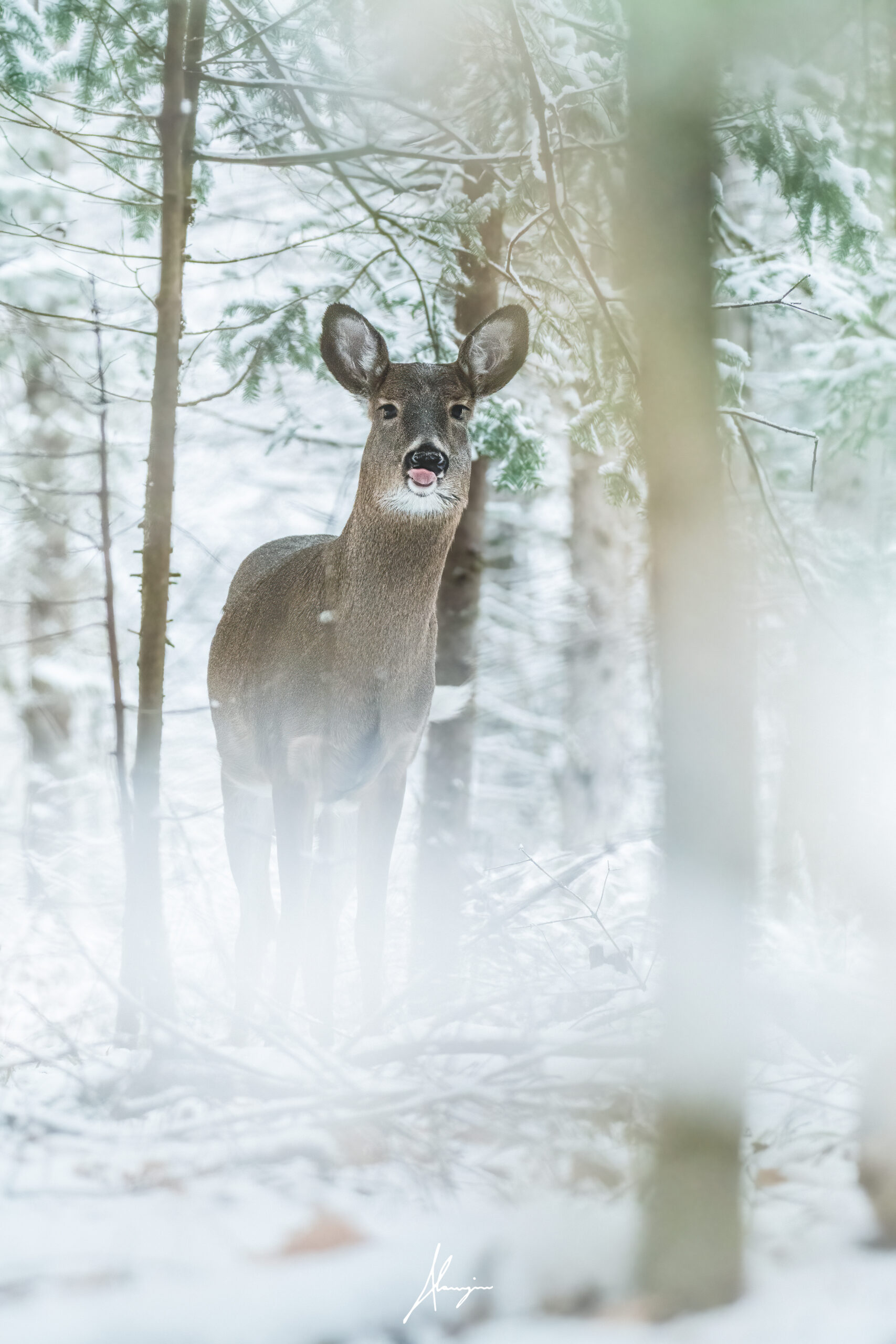 photo chevreuil impression perso