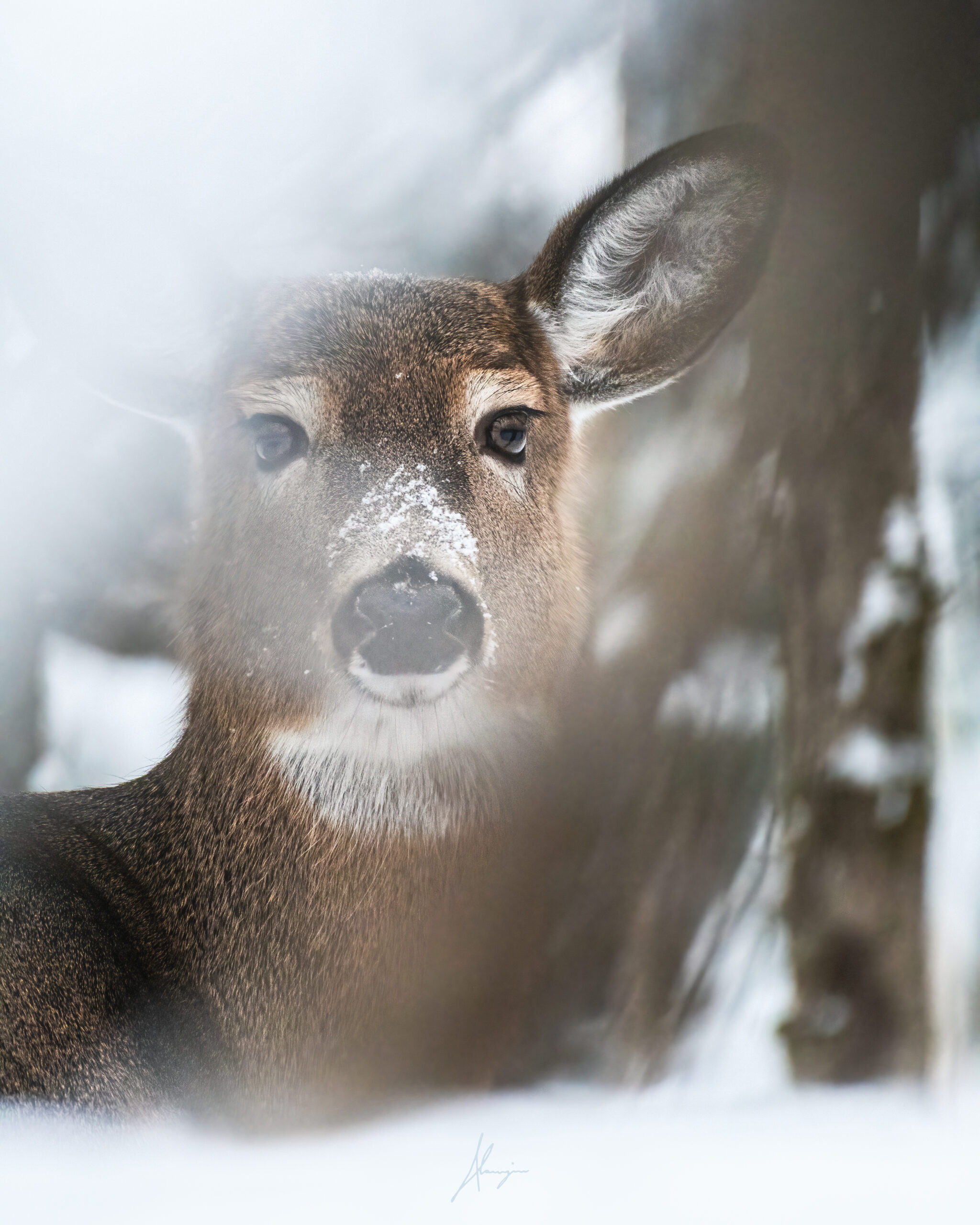 photo chevreuil impression perso